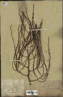 spécimen de Dypsis pinnatifrons