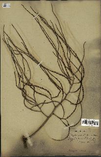 spécimen de Dypsis pinnatifrons