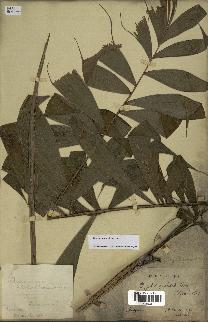 spécimen de Dypsis pinnatifrons
