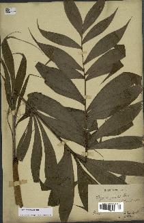 spécimen de Dypsis pinnatifrons