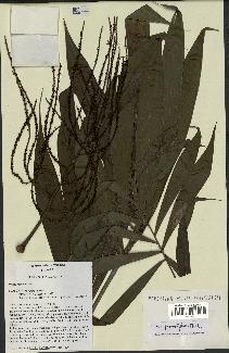 spécimen de Dypsis pinnatifrons