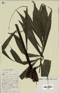 spécimen de Dypsis pinnatifrons