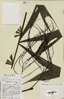 spécimen de Dypsis pinnatifrons