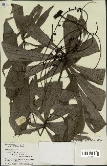 spécimen de Dypsis pinnatifrons