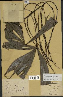 spécimen de Dypsis pinnatifrons