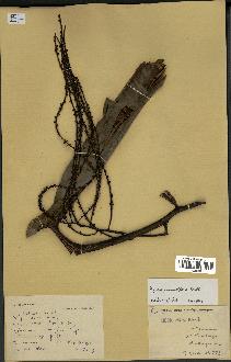 spécimen de Dypsis pinnatifrons