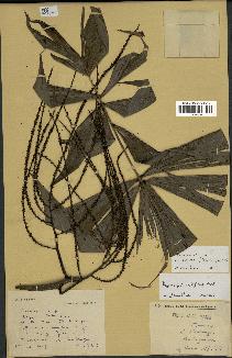 spécimen de Dypsis pinnatifrons
