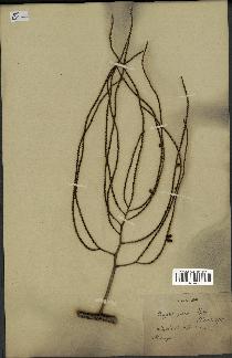 spécimen de Dypsis pinnatifrons