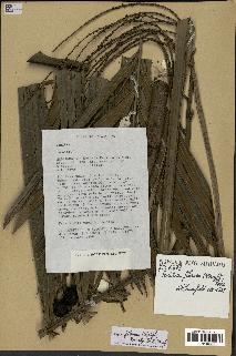 spécimen de Dypsis fibrosa