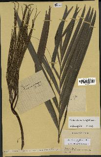 spécimen de Dypsis fibrosa