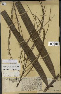 spécimen de Dypsis fibrosa