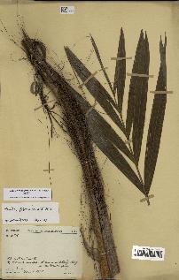 spécimen de Dypsis fibrosa