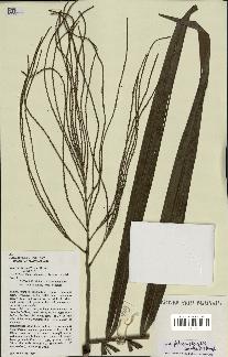 spécimen de Dypsis fibrosa
