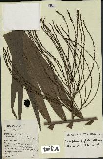 spécimen de Dypsis fibrosa