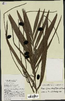 spécimen de Dypsis fibrosa