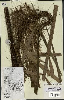 spécimen de Dypsis fibrosa