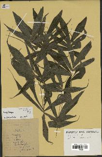 spécimen de Dypsis sp.
