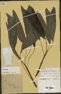 spécimen de Dypsis sp.