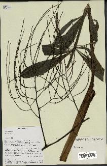 spécimen de Dypsis sp.