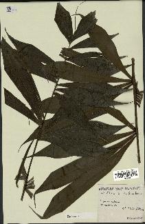 spécimen de Dypsis sp.