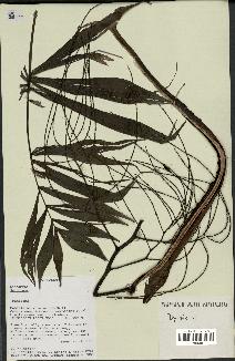 spécimen de Dypsis sp.