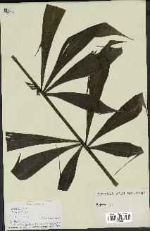 spécimen de Dypsis sp.