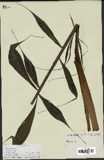 spécimen de Dypsis sp.