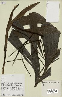 spécimen de Dypsis sp.