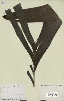 spécimen de Dypsis sp.