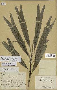 spécimen de Dypsis sp.