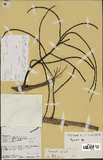 spécimen de Dypsis sp.
