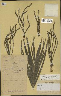 spécimen de Dypsis sp.
