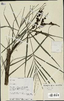 spécimen de Dypsis sp.