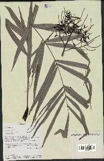 spécimen de Dypsis sp.