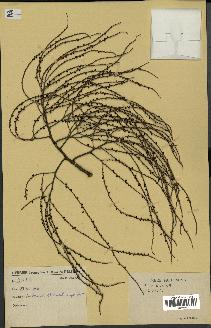 spécimen de Dypsis sp.