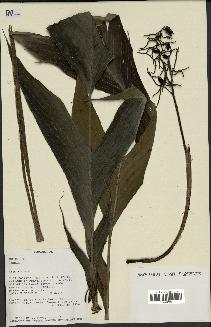 spécimen de Dypsis sp.