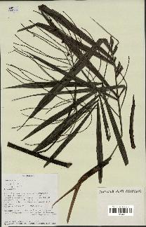 spécimen de Dypsis sp.
