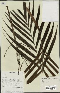 spécimen de Dypsis sp.