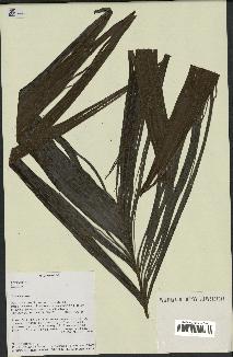 spécimen de Dypsis sp.