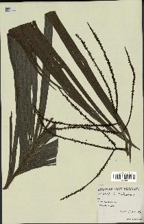 spécimen de Dypsis sp.