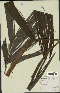 spécimen de Dypsis sp.