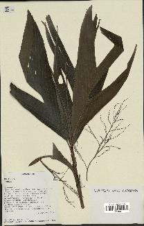 spécimen de Dypsis sp.