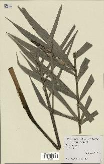 spécimen de Dypsis sp.