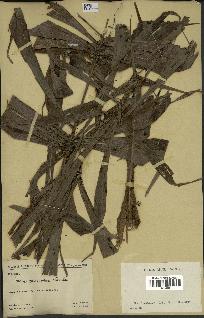 spécimen de Dypsis sp.