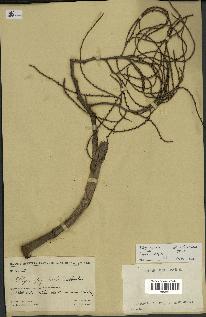 spécimen de Dypsis sp.