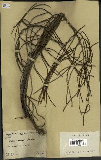 spécimen de Dypsis sp.
