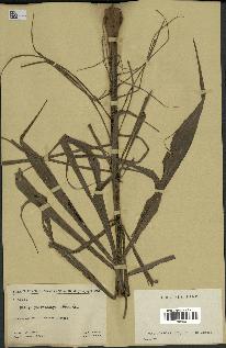 spécimen de Dypsis sp.