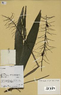 spécimen de Dypsis mocquerysiana