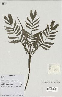 spécimen de Dypsis thiryana