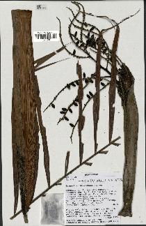 spécimen de Dypsis sp.